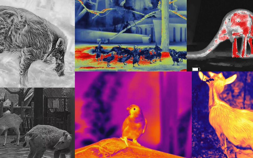 Thermal Cameras